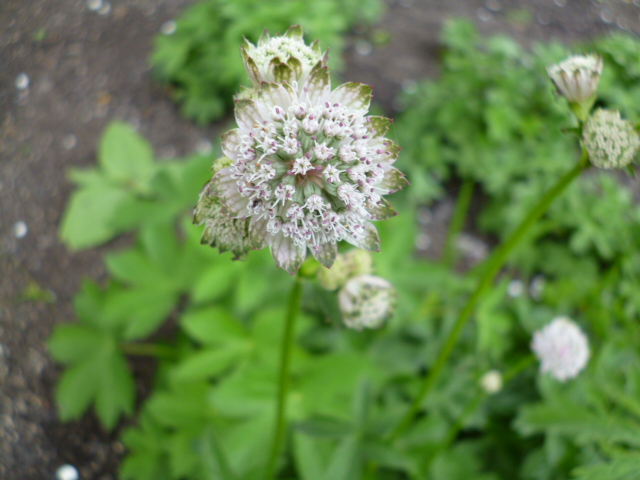 c0233141_13371594.jpg