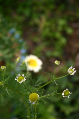 b0079965_4493842.jpg