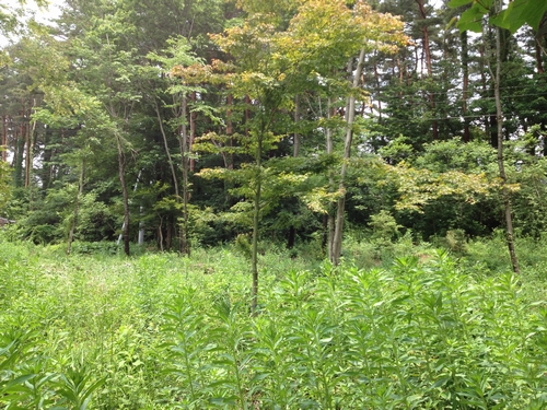 c0166668_17553785.jpg