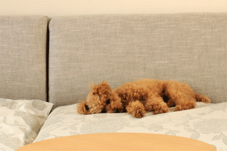 c0196673_14205923.gif