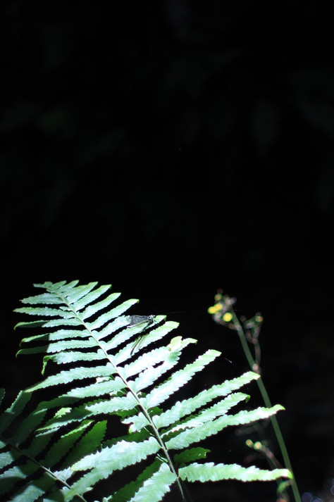 e0024081_1541385.jpg