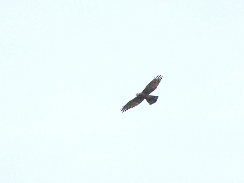 f0055184_22285946.jpg