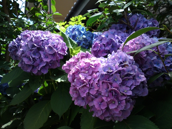 a0031000_10463246.jpg