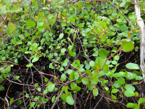 c0105306_2244030.jpg