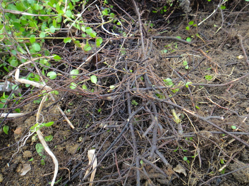 c0105306_224718.jpg