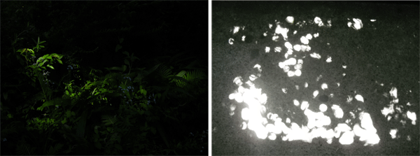 c0146127_135077.gif