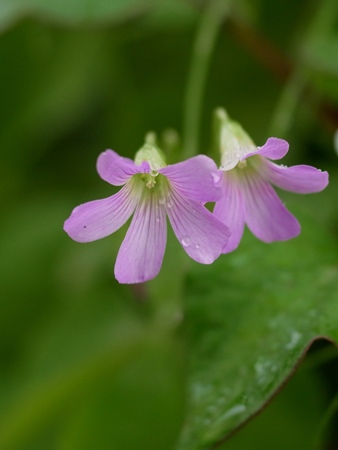 e0223337_1202927.jpg