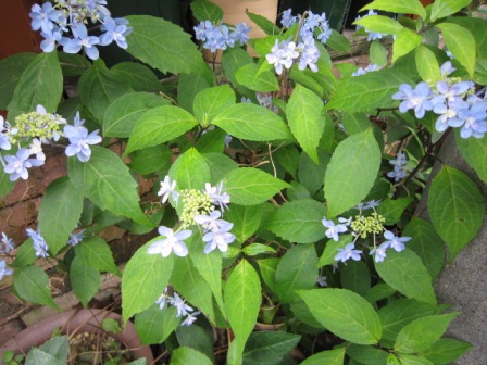 c0025140_20122537.jpg