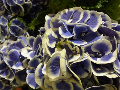 紫陽花