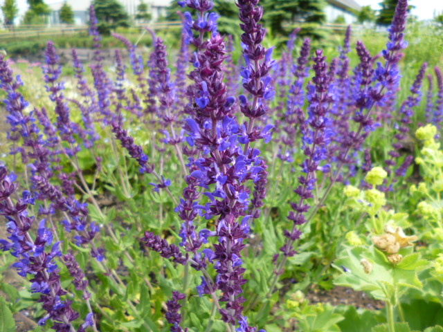 c0233141_1064680.jpg