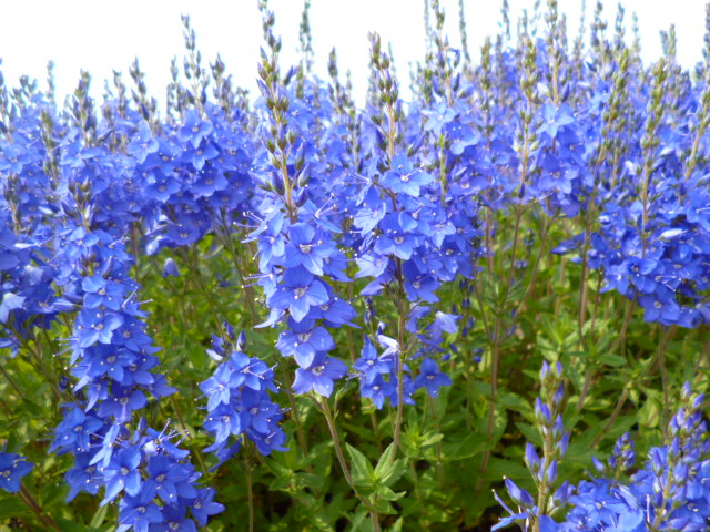 c0233141_13403375.jpg