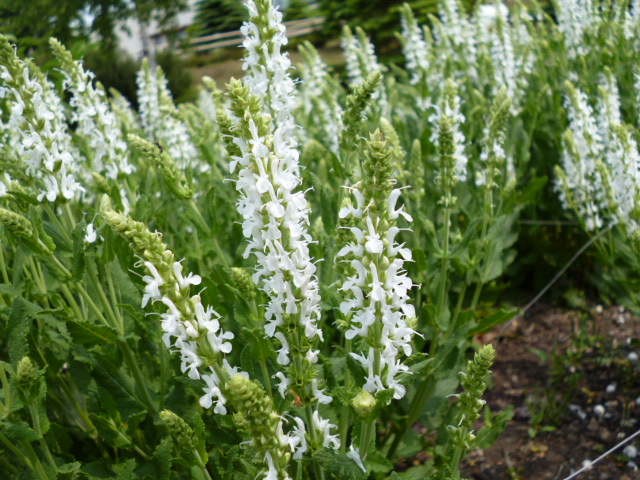 c0233141_9582328.jpg