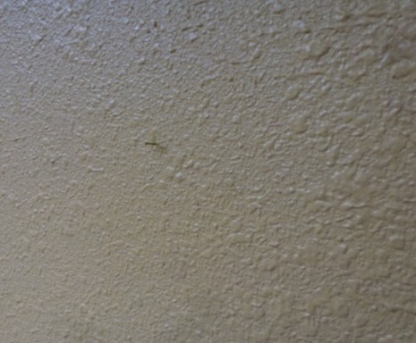 d0160947_215132.jpg