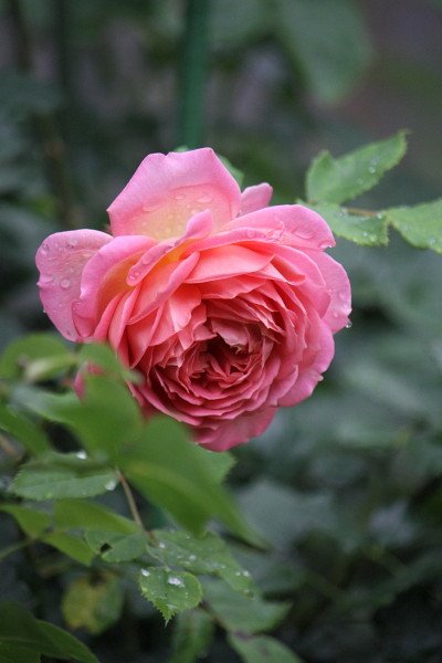 a0258549_0382151.jpg