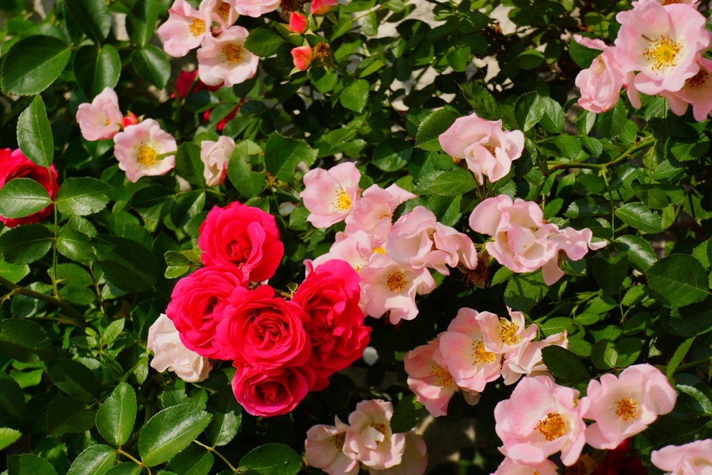 e0223456_14121252.jpg