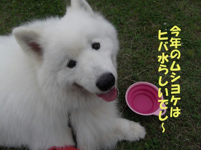 e0176159_15305771.jpg