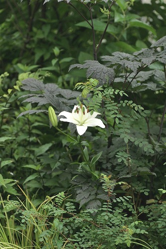 c0186463_18143771.jpg