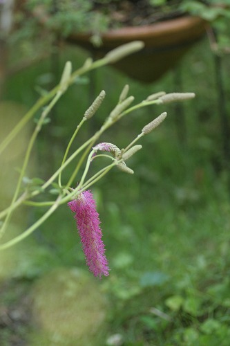 c0186463_1815266.jpg