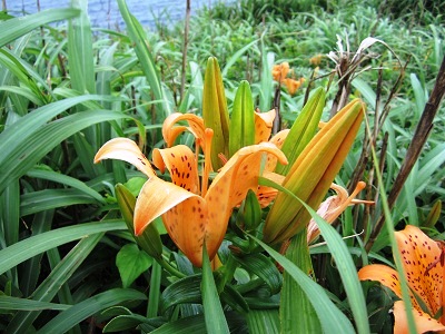 c0204385_22454272.jpg