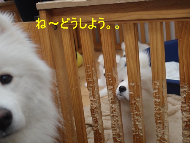 e0018604_832468.jpg