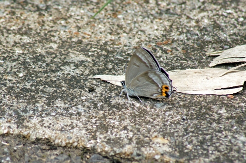 c0042418_825992.jpg