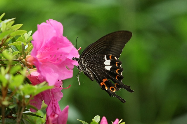 a0242438_20121787.jpg