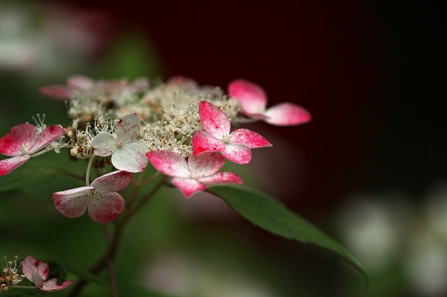 a0242438_20125717.jpg