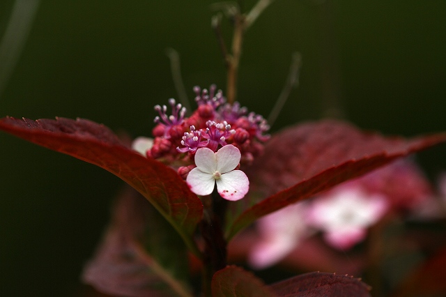 a0242438_2013527.jpg