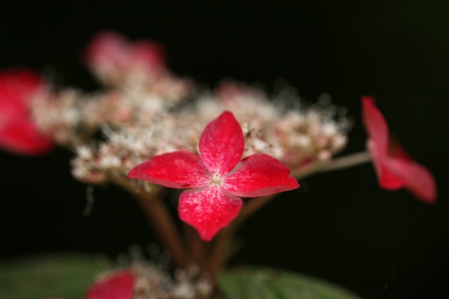 a0242438_2013817.jpg
