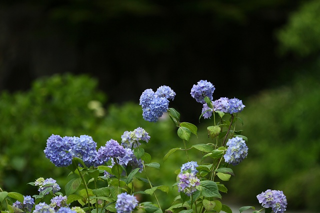 a0242438_2014294.jpg