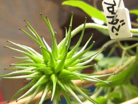 c0025140_1559110.jpg