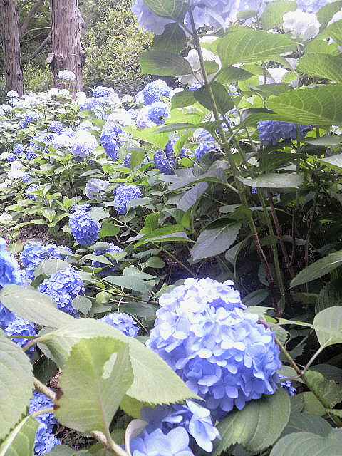 a0095546_0564712.jpg