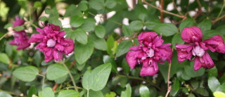 e0105760_23242511.jpg