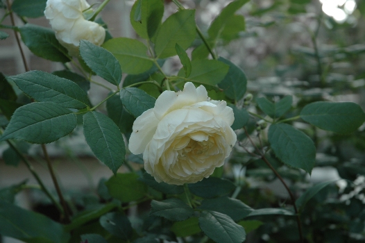 a0252462_21573650.jpg