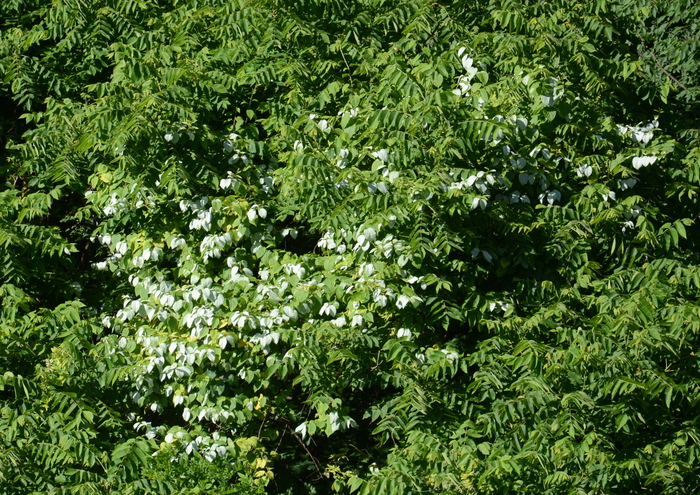 c0188784_2272616.jpg