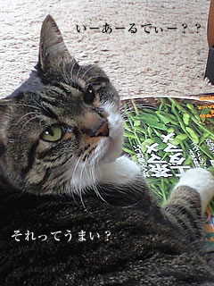 c0035001_21205751.jpg