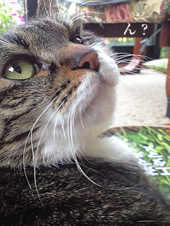 c0035001_2121061.jpg