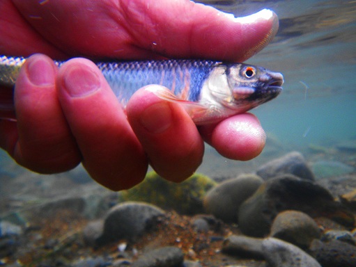 e0123808_017582.jpg