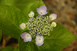 f0000211_220693.jpg