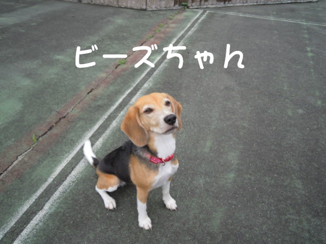 c0166622_21501779.jpg