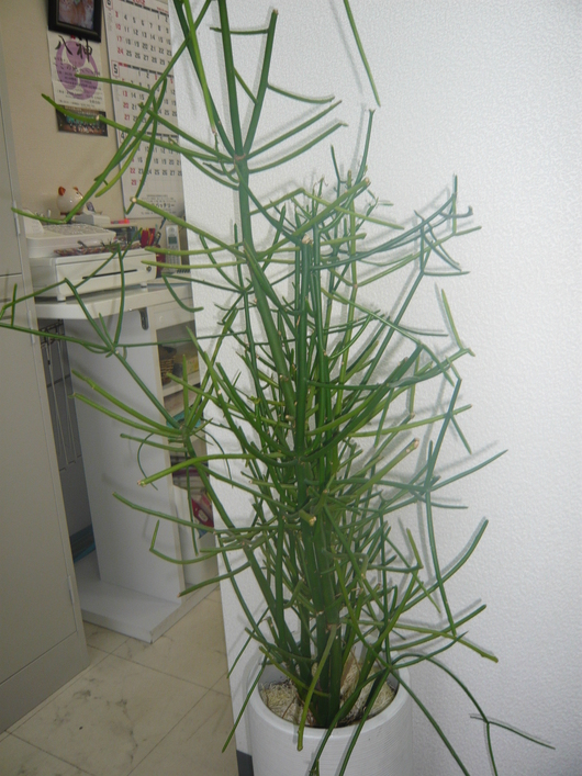 a0206332_965237.jpg