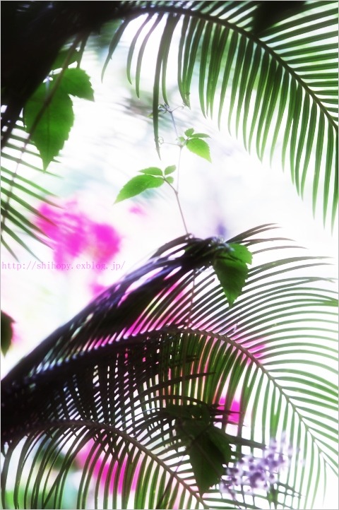 e0011137_21155543.jpg