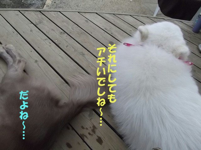 e0176159_1435066.jpg