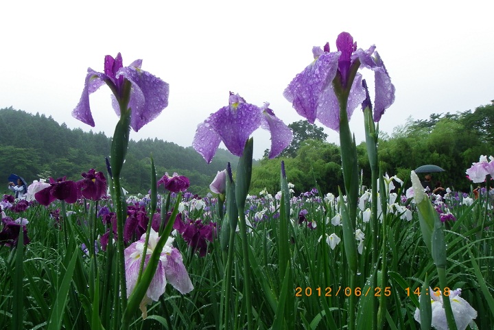 f0016066_2223232.jpg