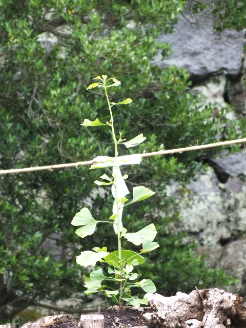 e0145782_21191581.jpg
