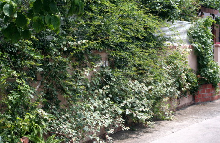 e0154682_2358517.jpg