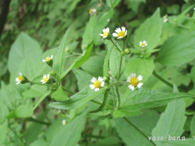 e0025300_23153694.jpg