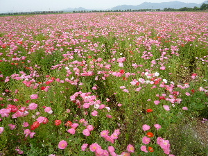 a0157619_22305267.jpg