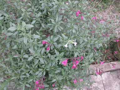 c0136736_1242415.gif