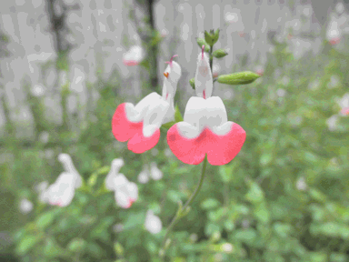 c0136736_12471979.gif
